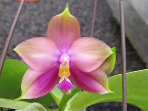 <i>Phalaenopsis</i> Chienlung Jewel Queen-LD Bellina Eagle