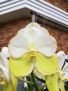 <i>Vanda</i> Chutima Pretty