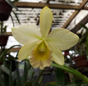 Bullara SunCoast Lemonade