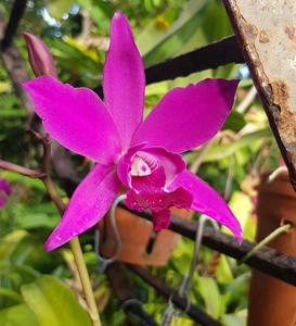 Myrmecatlaelia Carol de Biase