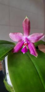 <i>Phalaenopsis</i> Macassar-Samera