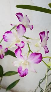 Dendrobium Sonia