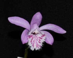 Pleione barbarae