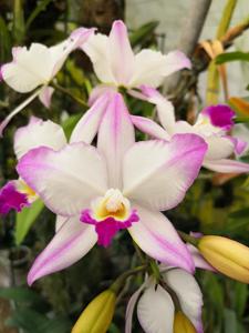 <i>Laeliocatarthron</i> Village Chief Parfum