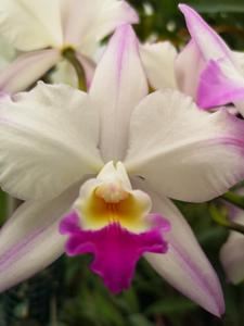 Laeliocatarthron Village Chief Parfum