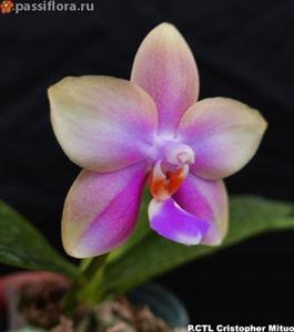 Phalaenopsis CTL Christopher