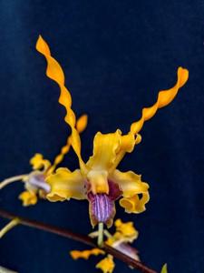 <i>Dendrobium</i> Mem. Kip McKillop