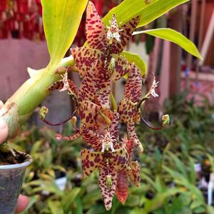 Cycnoches Sakura