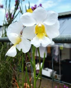 <i>Papilionanthe</i> Dewi Sri