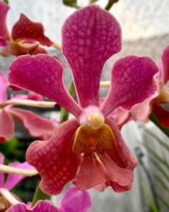 Papilionanda Colorsan