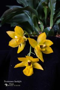 Promenzella Sunlight