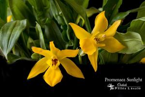 Promenzella Sunlight