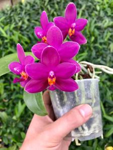 <i>Phalaenopsis</i> Feuerglut-bellina