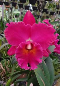 Rhyncholaeliocattleya Village Chief Armani