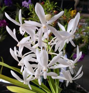 Vanda White Crane
