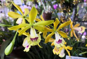 <i>Louiscappeara</i> Queen Adelia-tampensis