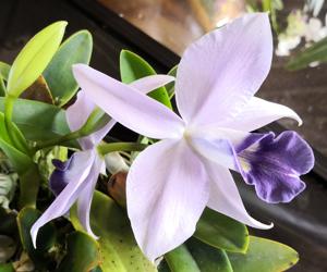 Cattleya Mini Symphony