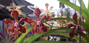 Vanda Lizzy Green