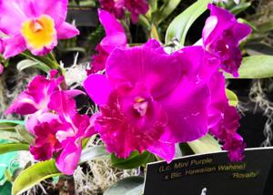<i>Rhyncholaeliocattleya</i> Margery Kekauoha