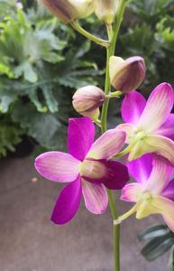 Dendrobium Double Blues