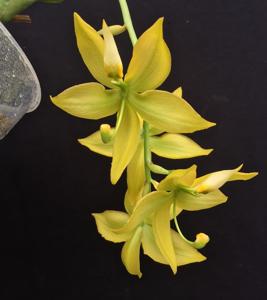 Cycnoches lehmannii-William Clarke