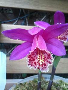 Pleione Mandalay