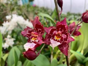 <i>Oncidium</i> Lisa Devos