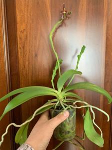 Phalaenopsis LOC Magic Panther
