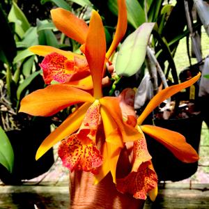 <i>Brassocattleya</i> Tillie Mueller