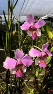 Papilionanthe Miss van Deun