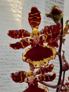 Oncostele Everglades Elegance