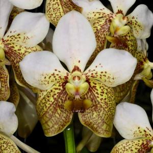 <i>Vanda</i> Kupperi