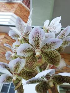 Vanda Kupperi