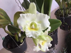Rhyncholaeliocattleya Island Charm