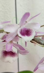 Dendrobium The New Hope