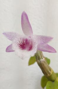 Dendrobium The New Hope