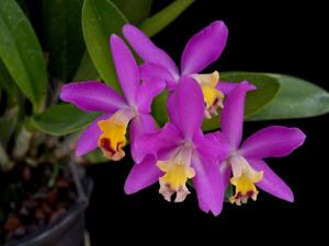 Cattlianthe Tiny Treasure
