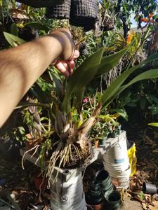 Appletonara Caribbean Beauty