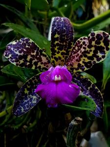 Cattleya Black Jack
