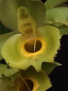 Catasetum Daniel Toledo