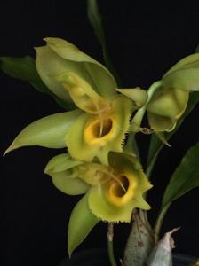 Catasetum Daniel Toledo