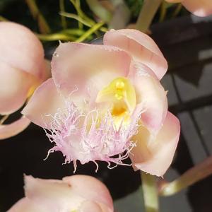 Clowesia Jumbo Grace