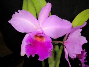 <i>Rhyncholaeliocattleya</i> Wichmanns Liebling