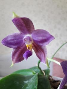 <i>Phalaenopsis</i> Eddy Liuli