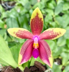 <i>Phalaenopsis</i> Ambotrana-bellina