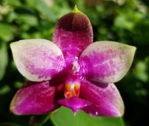 Phalaenopsis Pylo's Anabell