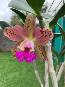 Rhyncholaeliocattleya Durigan