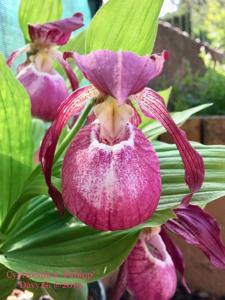 Cypripedium Philipp