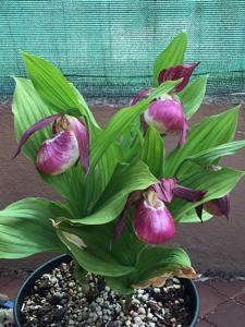 Cypripedium Philipp
