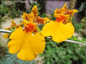 Oncidesa Gower Ramsey